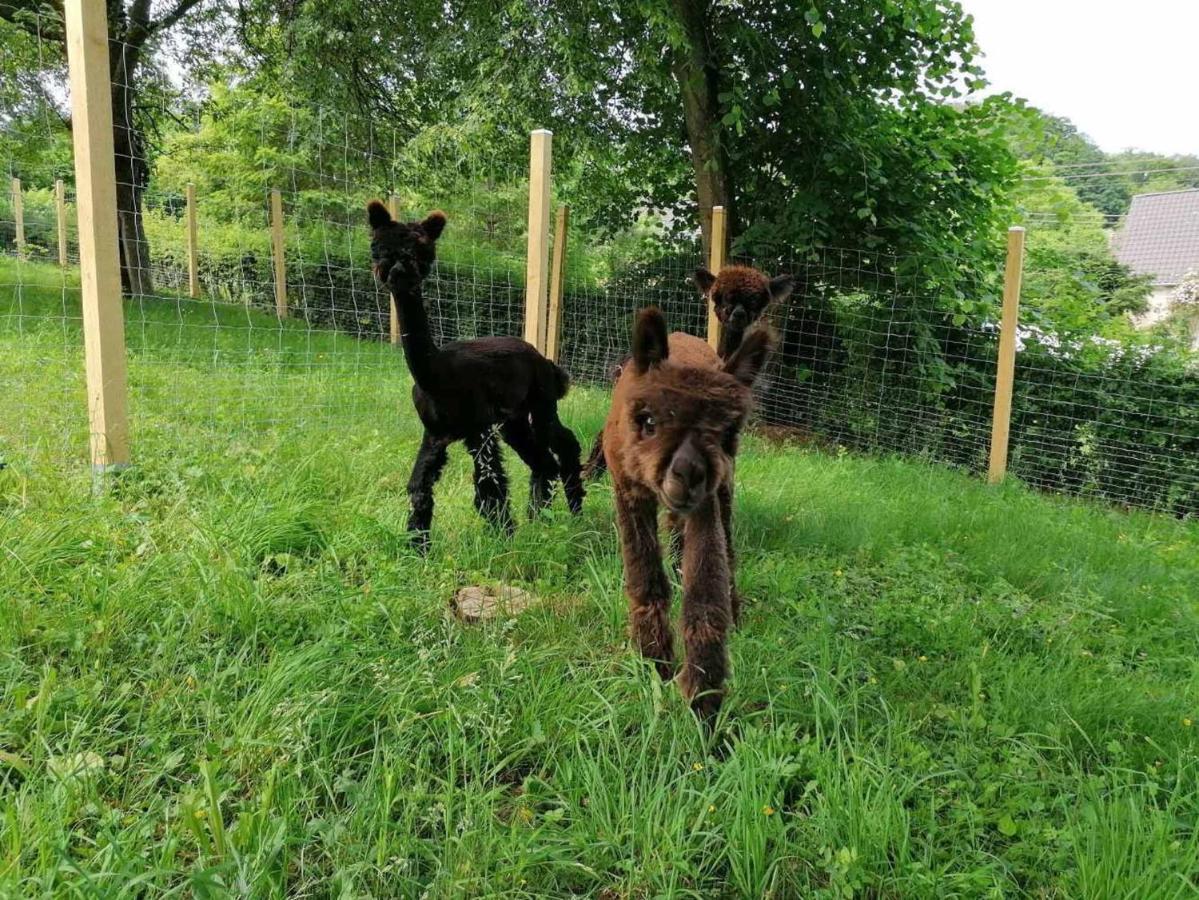 Ferienwohnung Casa De Alpaca Schmelz Exterior foto
